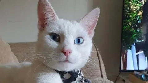 A white cat with blue eyes