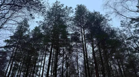 Some tall Scots pines with white sky behind them as seen from the ground.