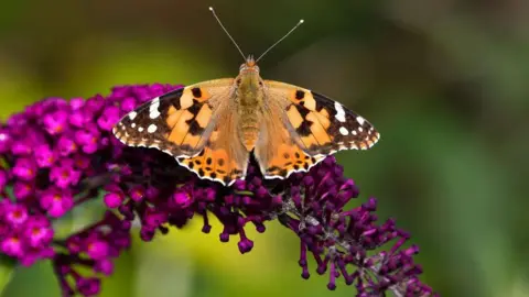 Andrew Cooper, Butterfly Conservation Painted lady butterfly