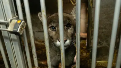 Hertfordshire Zoo A puma stares out of the bars of a cage. A padlock holds it shut.