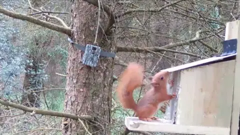 Red Squirrel Trust Wales Red squirrel at nesting box in Parc y Bwlch in May 2022