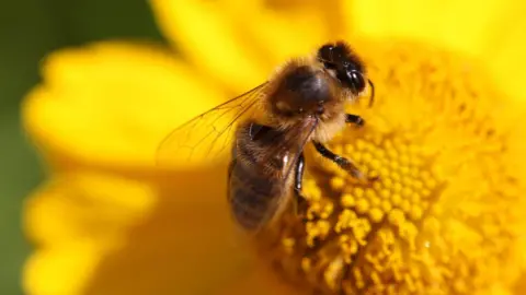 A honey bee feeding on nectar from a flower