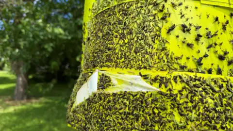 BBC A yellow sticky trap on a tree that has bugs stuck to it