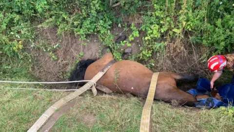 Cheshire Fire and Rescue Service Horse rescue