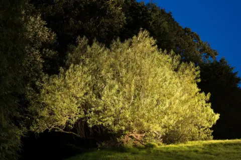 Niall Benvie/WTML The Ecclefechan tree