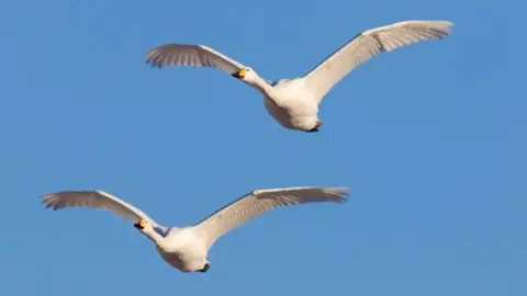 Getty Images whooper swans