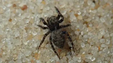 British Arachnological Society/Richard Gallon A photo of a small, dark coloured spider that has some fur on its body. It is pictured sitting on a tiny translucent bed of shingle. 