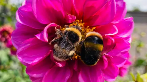 WeatherWatchers/TAG Two bumblebees compete for pollen, clinging onto a bright pink flower.