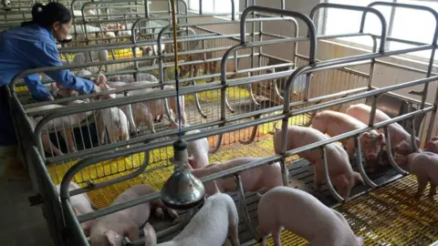 Quang Doan Hong Piglets in a stable on the farm of Quang Doan Hong