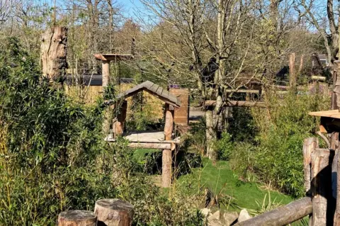 Katy Lewis/BBC Sun Bear Heights at Paradise Wildlife Park