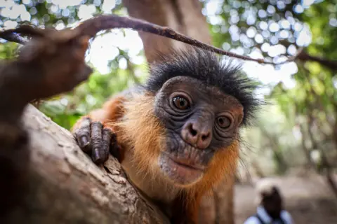 Cem Ozdel / Getty Images looks at the camera, a small monkey and big eyes, red and black fur.