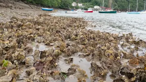 Pacific oyster reef.