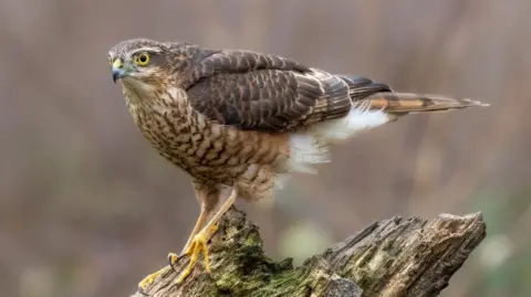A sparrowhawk with brown feathers perched on a broken tree branch. It has small eyes and a black pointed beak. 