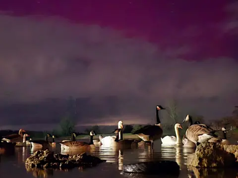 Tammy Geese on a pond below a pink-tinted night sky