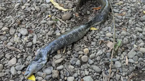 A grey slender eel with a flat head and flat centre. The eel is resting on a stony path. 