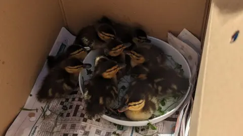 RSPCA the rescued ducklings in a cardboard box