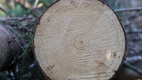 Close-up of cross-section of a felled conifer.