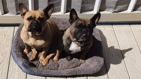Wales News Service French bulldogs Lila and Phab