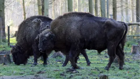 The Wildwood Trust Bison are huge but peaceful animals, according to the experts