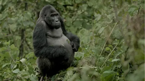 BBC/Off The Fence/Vianet Djenguet Mpungwe, a silverback gorilla