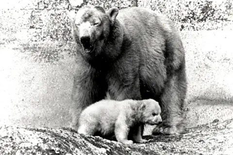 ZSL Polar bear