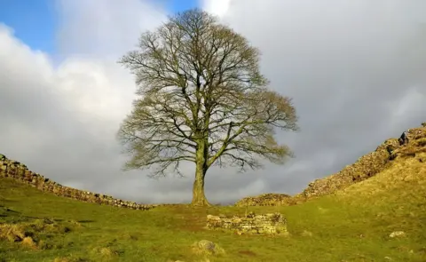 Francesca Williams Sycamore gap tree on Hadrian's Wall