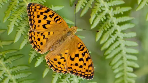 Butterfly Conservation / Iain H Leach High Brown Fritillary butterfly