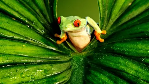 Getty Images Red-eyed tree frog