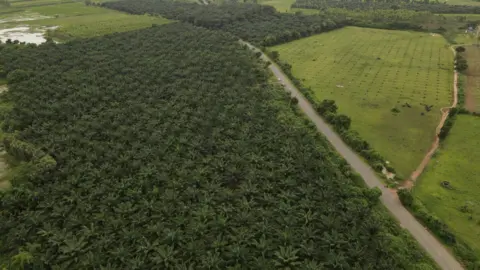 An oil palm field in Telangana