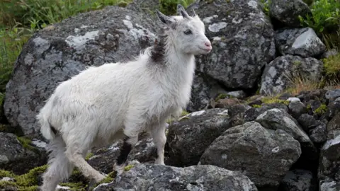 PA Media A side view of a white Cheviot goat on the hills