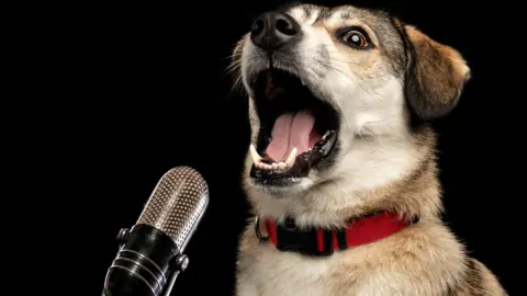 Getty Images A light-coloured terrier with a red collar has its mouth wide open next to a microphone.