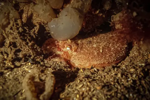 Robin Blythe Sleeping octopus