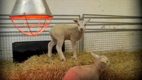 Jonny Michel/BBC Two lambs in a pen, with one standing on a bale of straw. There is a heat lamp to the upper left of the image, and fencing is forming part of the backdrop of the image.