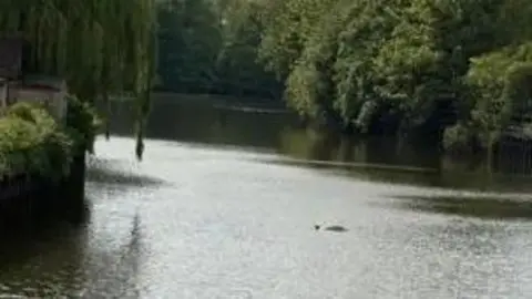 Nicholas Fryett The top of a dolphin in a river.