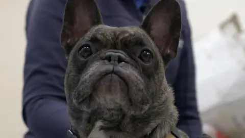 A close up of the face of a black French bulldog straight on to the camera and looking upwards - you can see behind the body of a person holding him dressed in a blue jumper