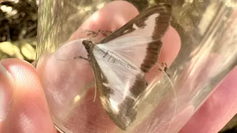 Box tree moth in a moth trap at Washington Wetland Centre. Its wings are semi-transparent white with brown edges.  