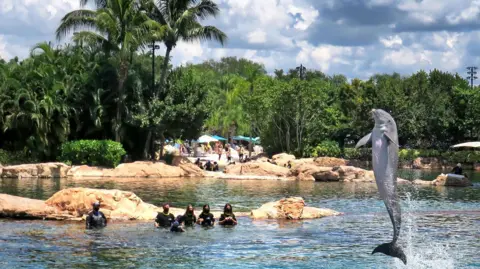 Getty Images Dolphin at water park