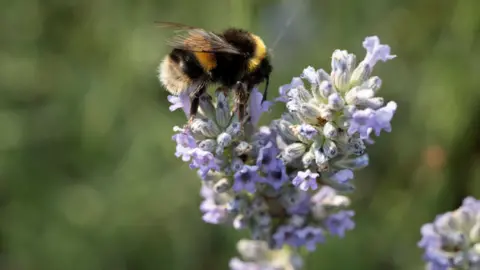 A white tailed bumblebee is sitting on lavender. The background is blurred. 