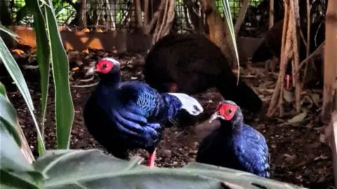  two male Edwards's Pheasants, named Handsome Harry and Swansea Jack. They are blue/black doied with a red eye patch and white tufts on the top of their heads