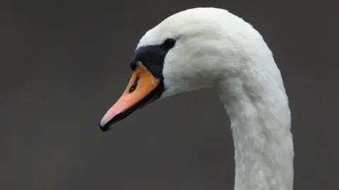 Pictured is a mute swan, one of three types of swan found in the UK. It has a long white neck and head and black plumage around its eyes and on top of its bill, which is orange.