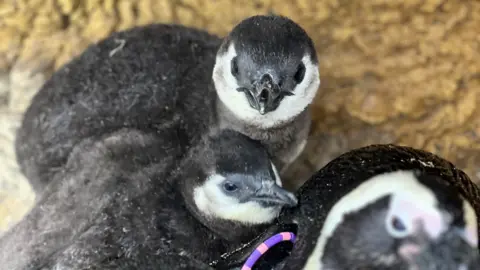 Two African penguin chicks stood by a larger penguin. The chicks have black bodies and black pointed beaks, and a white patch under their beaks