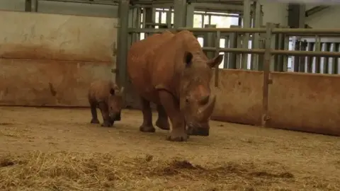 BORN FREE An adult and a baby rhino in a closed pen. They walk towards the camera.