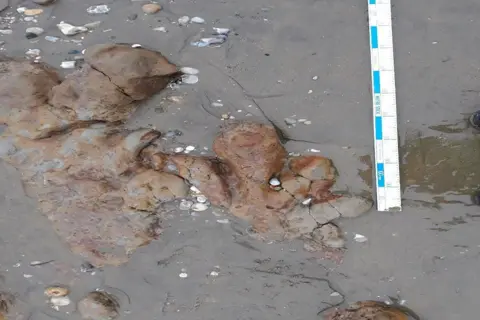 JBA Consulting/Environment Agency Dinosaur footprint