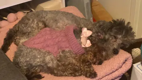 Two poodles curled up asleep next to each other on a blanket.