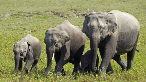 Getty Images Stock photo of elephants in Assam, India