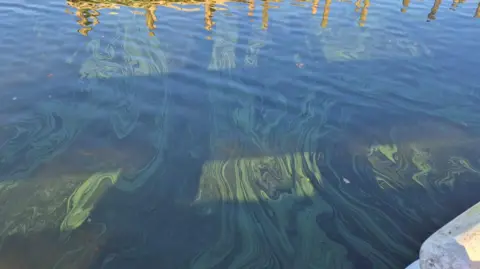 Jonathan London Blue-green algae blooms on Windermere. The algae is a green colour and swirls on the surface of the water.
