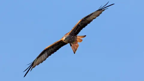 Getty Images A red kite flying in a blue sky with the sun glinting off its wings and tail feathers