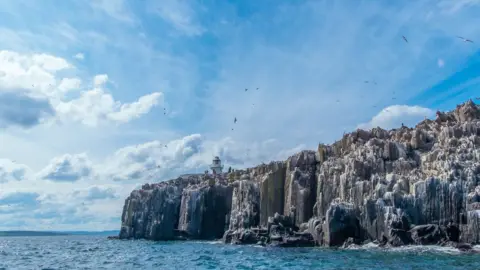 Overgrown Farne Island plants spark Arctic tern nesting fears