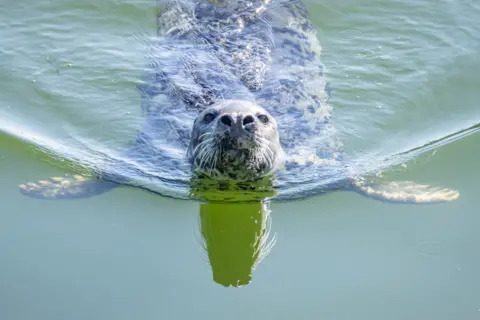 Steven Neish A seal looking quizzically upwards into the camera while swimming 