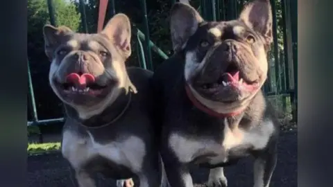 Emma Frowen close up of two bulldogs